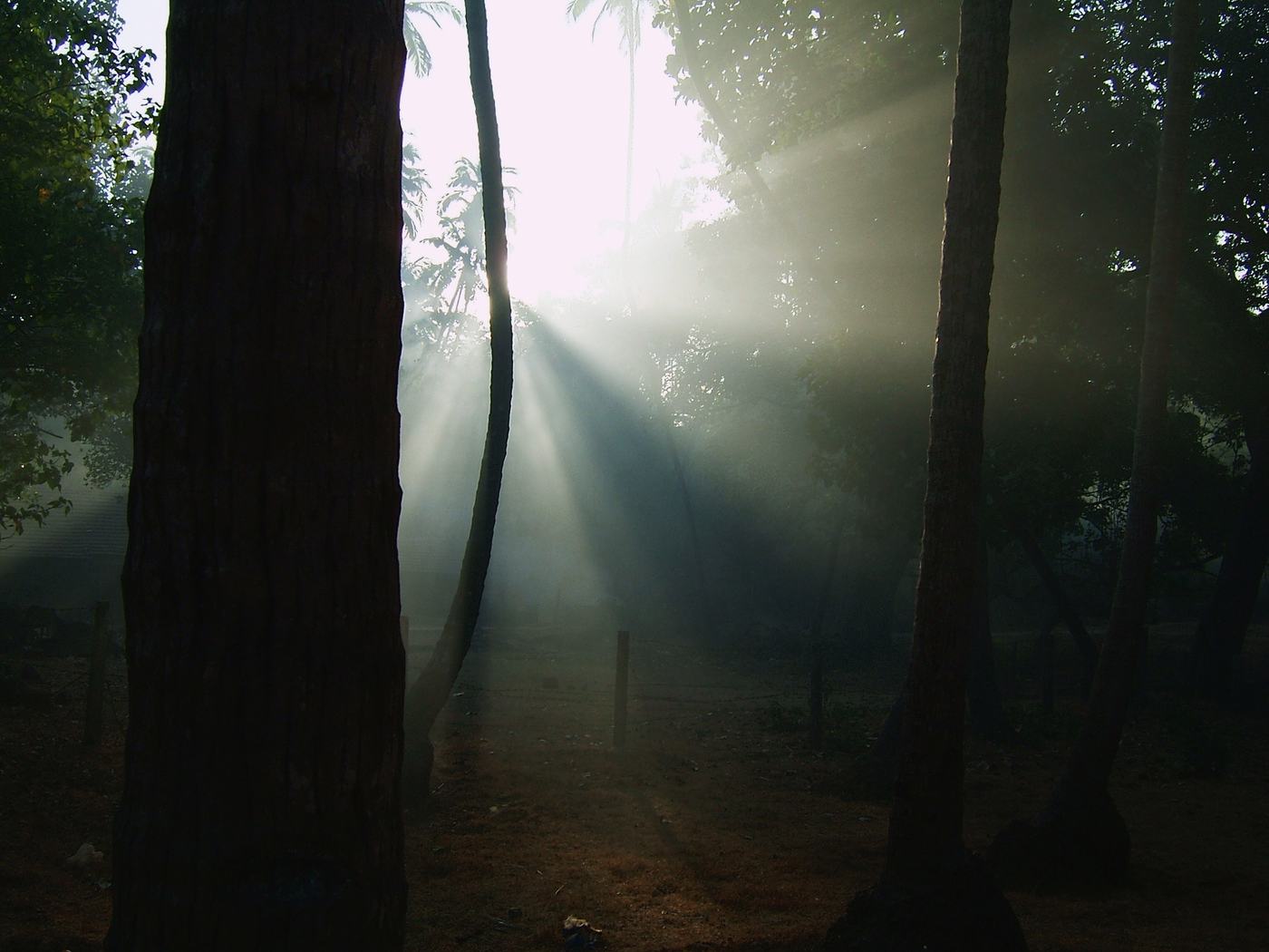 sun rays fan through mist between dark palm trunks