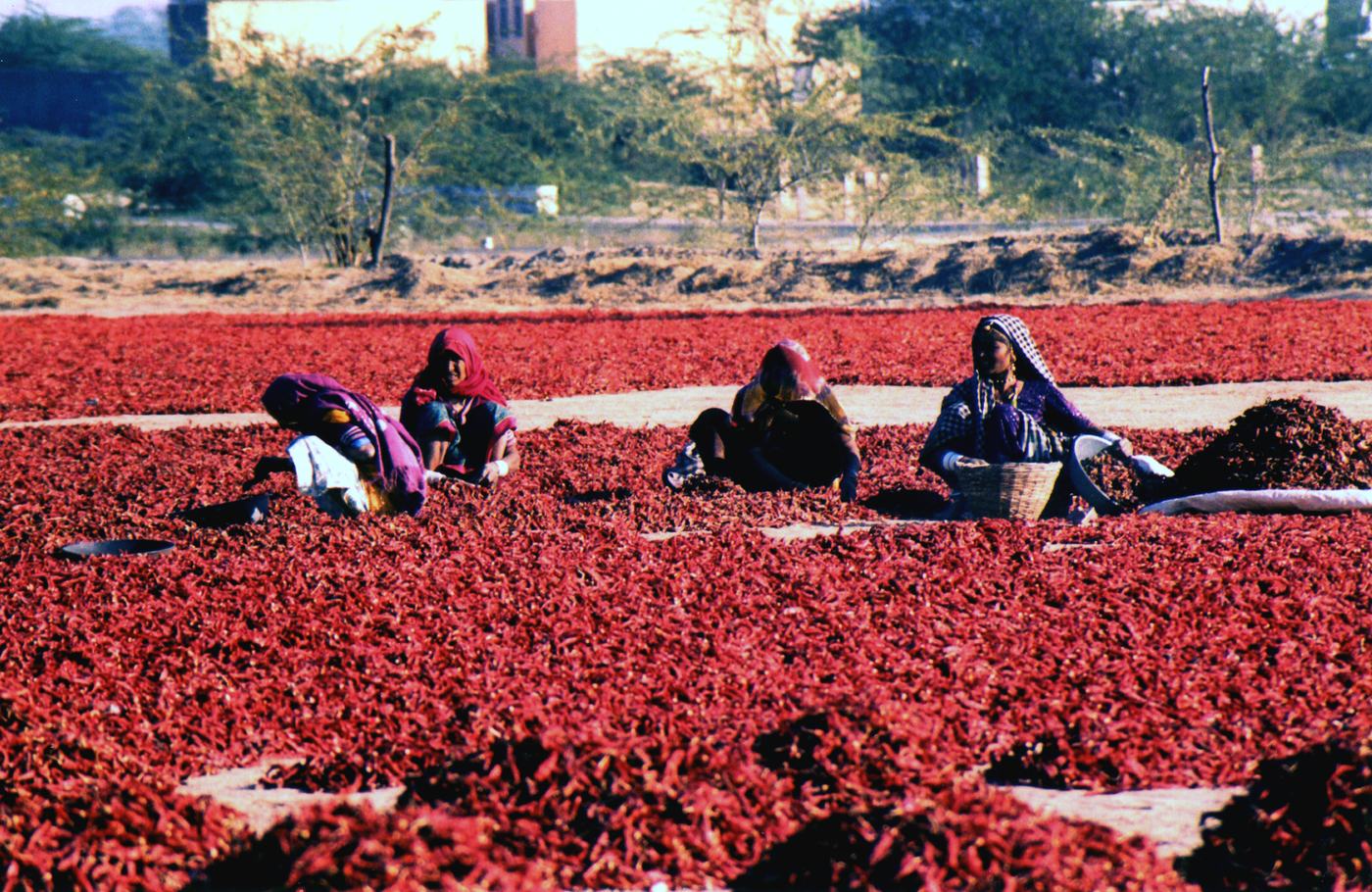 women in bright shawls crouch sorting red chillies spread across a whole field