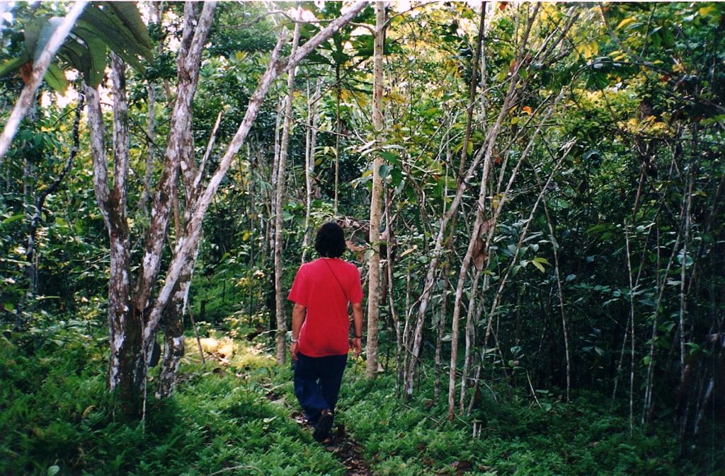 walking a rainforest trail in dappled light