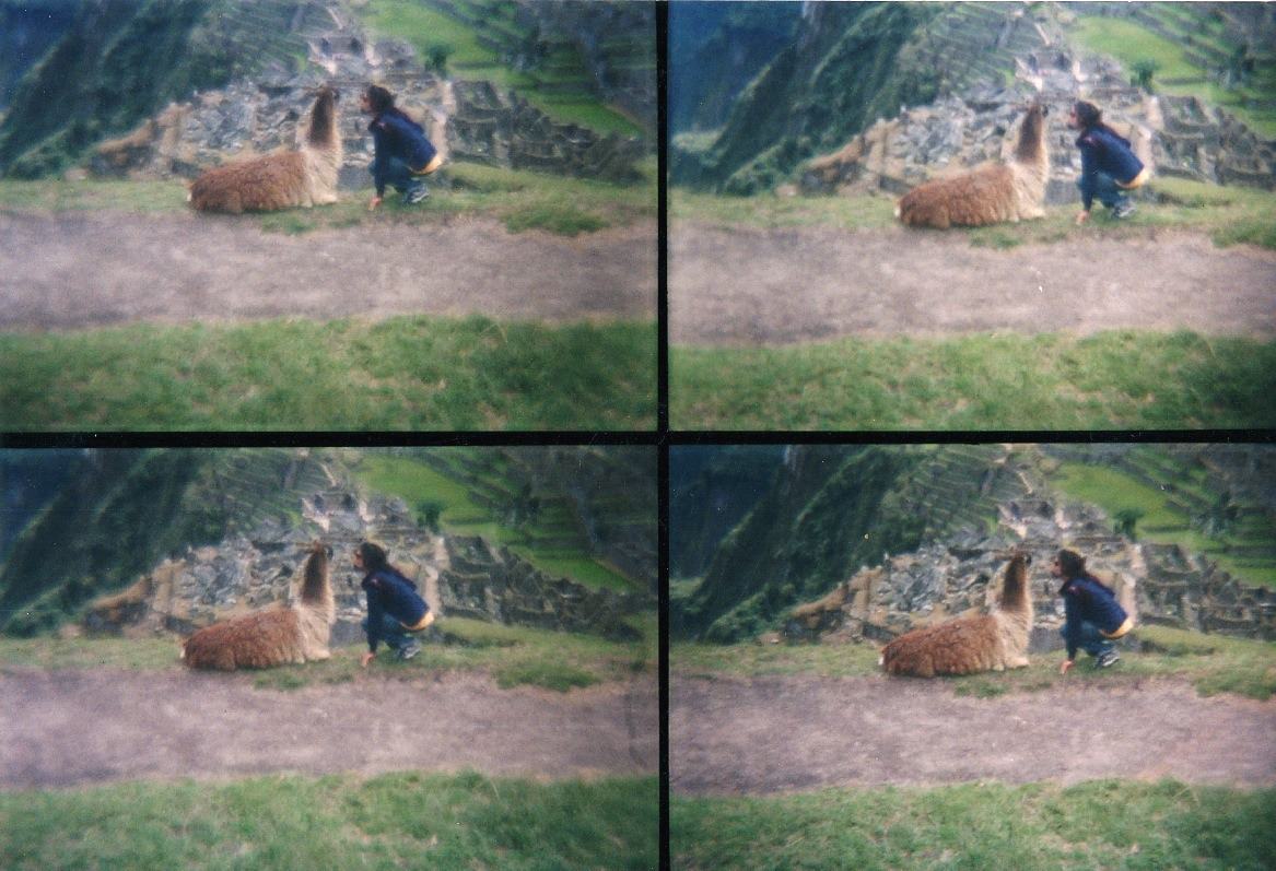 Machu Picchu, Peru, crouching beside a llama on the path